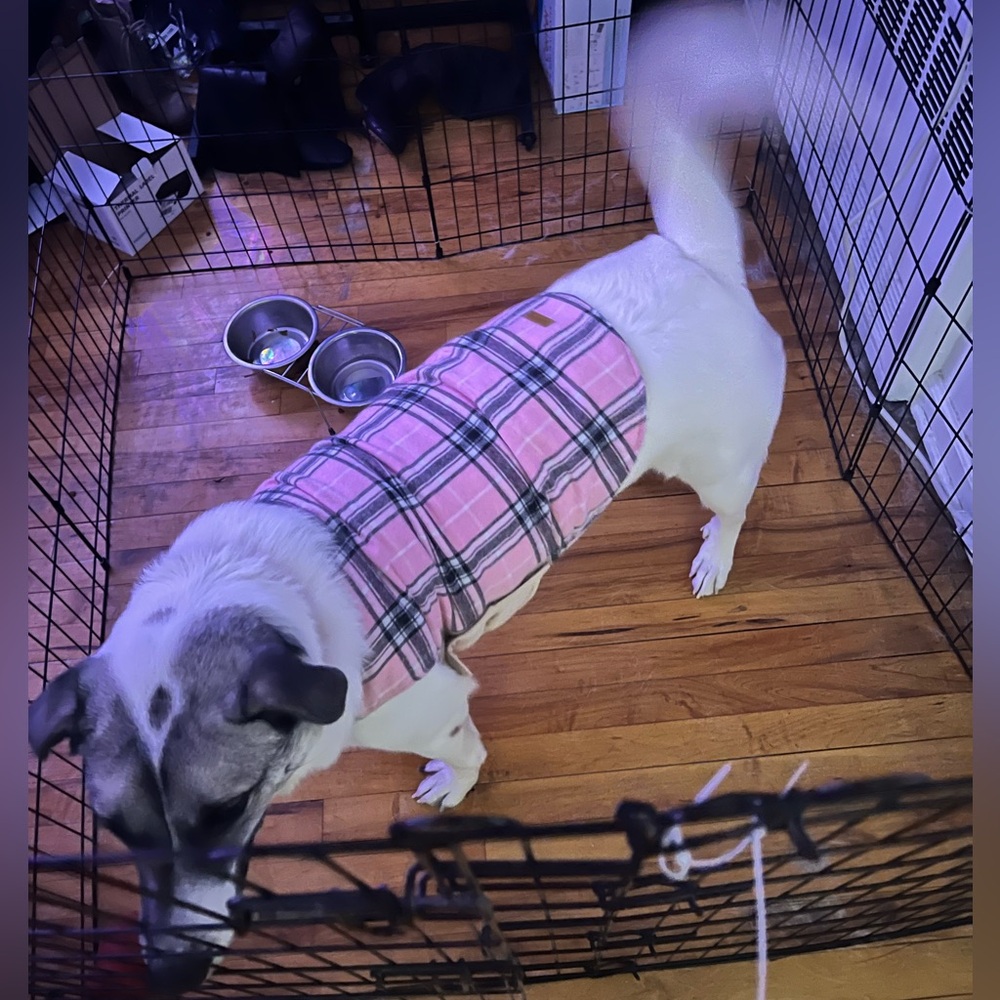 Pet friendly 🐕 - Picture 3 of 3